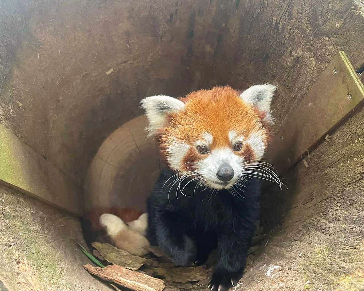 Voor het eerst rode panda's geboren in DierenPark Amersfoort